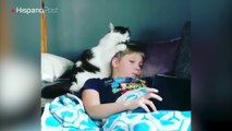 Gato cariñoso no para de lamerle el cabello al hijo de su dueño