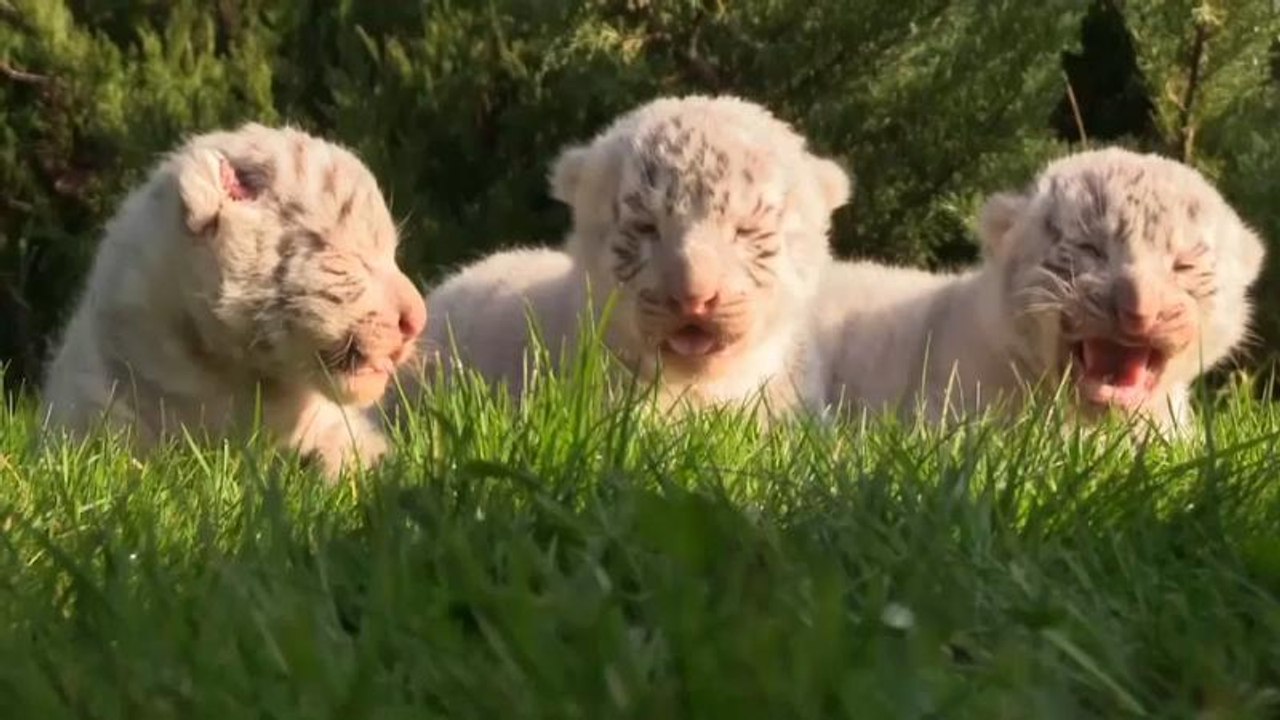 Krim: Drei weiße Königstiger geboren