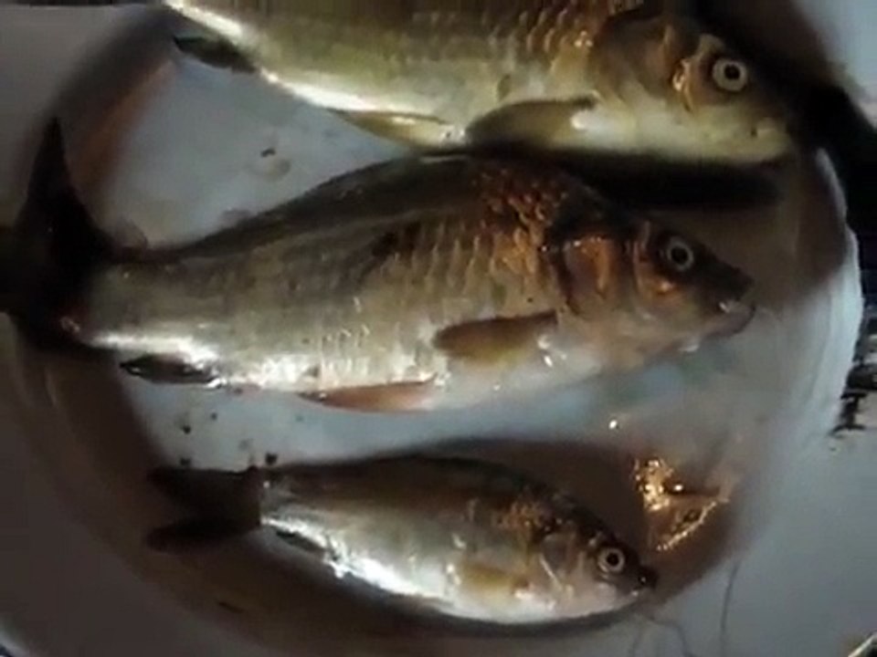 Russian singing fish