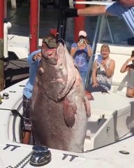 Regardez la taille du mérou géant qu'ils ont péché