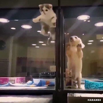 Ce chaton vient aide son ami le chiot à s'echapper... Adorable