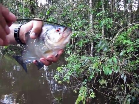 Regardez un peu la puissance d'une machoire de piranha