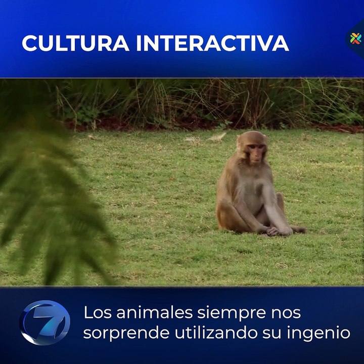 Mono astuto