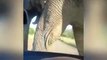 Elephant Crushes Car With Passengers Inside Filming the Whole Thing