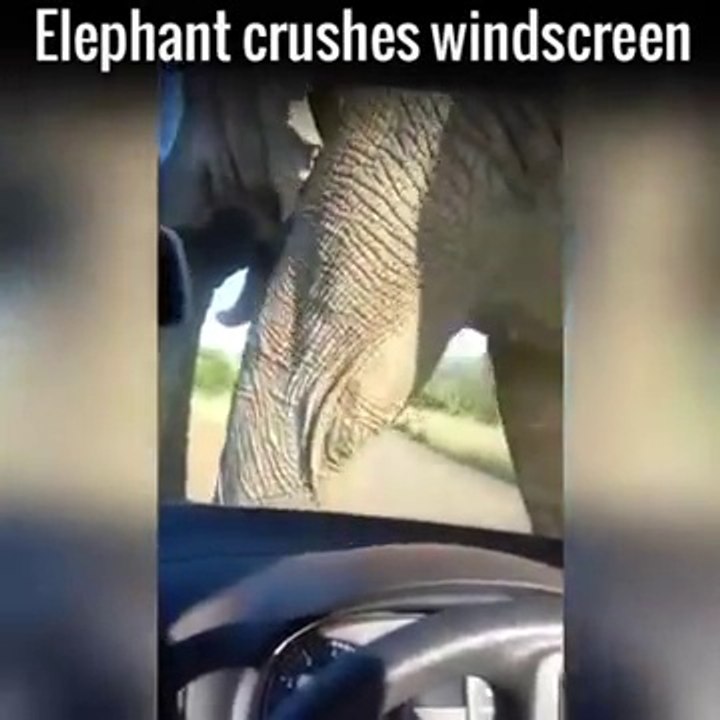 Elephant Crushes Car With Passengers Inside Filming the Whole Thing