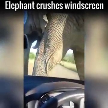Elephant Crushes Car With Passengers Inside Filming the Whole Thing