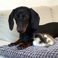 Furry and Feathered Friend Snuggle