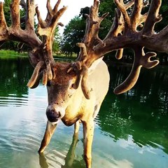 Monster Buck Enjoying Drink of Water