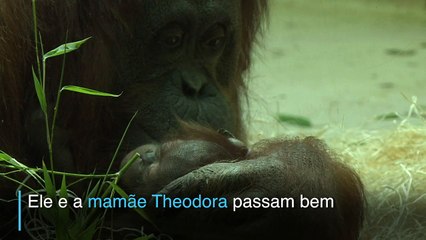 Fazendo macaquices desde o berço
