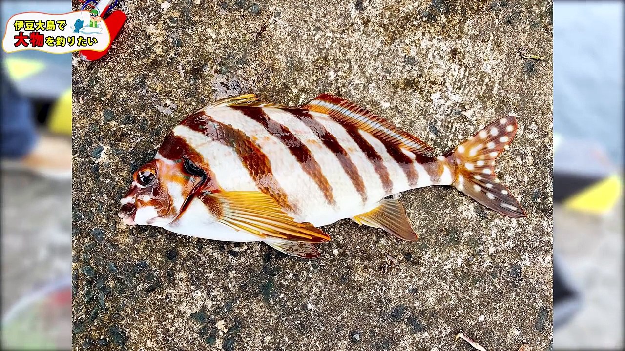 【伊豆大島海釣り】幻の魚を求めて離島にやって来た!!大物を釣り上げようとしたらまさかの展開に!?【MSSP / M.S.S Project】