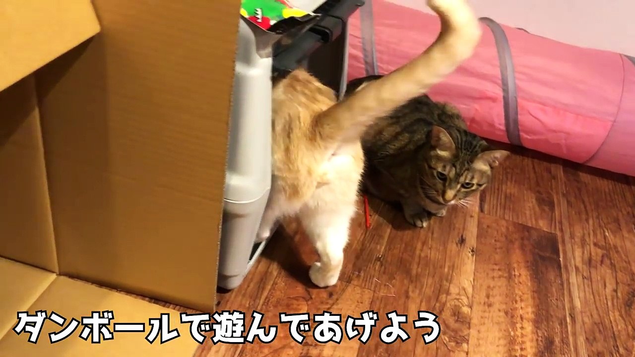 【流血の危機】うちの猫がゾンビみたいになっちゃったんですけど…
