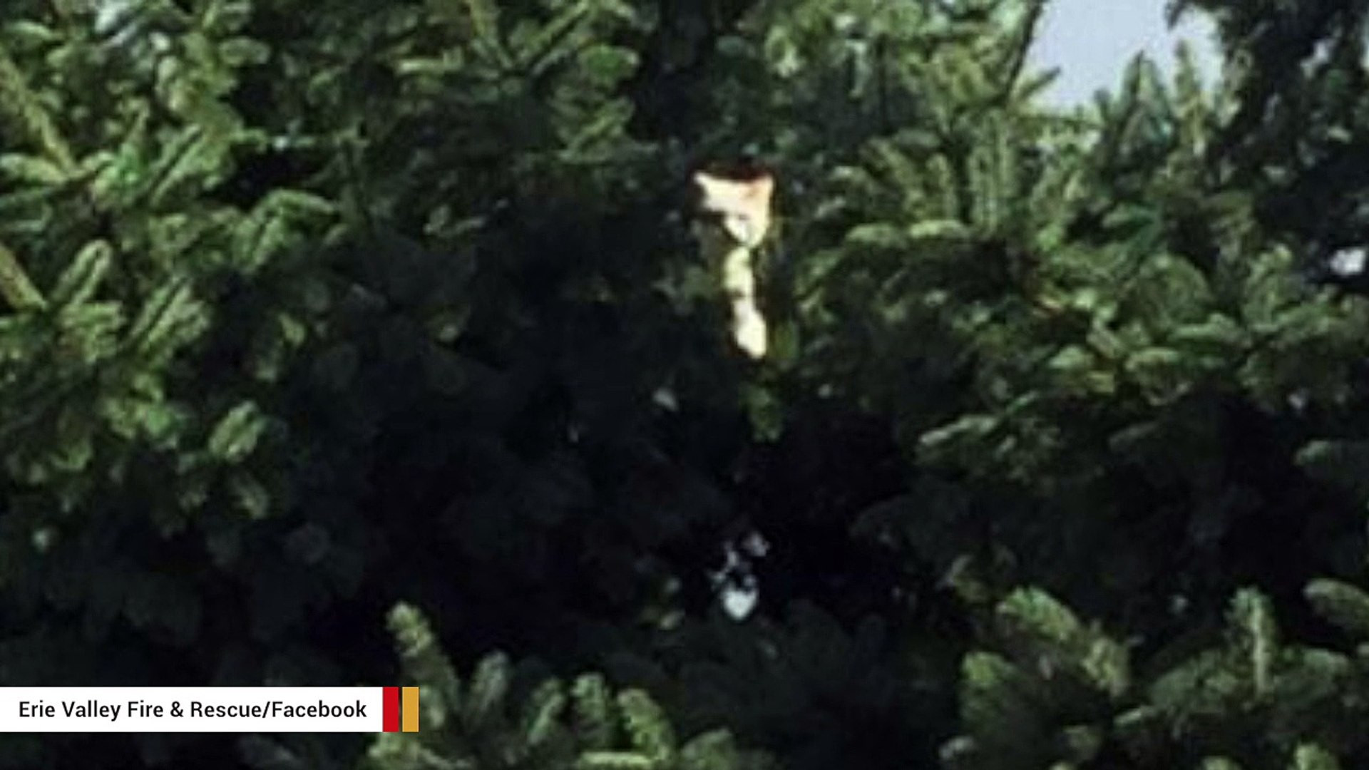 Crew Rescues Cat Stuck In Tree For 3 Days After Being Dropped By Hawk