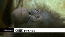 شاهد: حديقة حيوان باريس تحتفل بمولد صغيرة انسان الغاب 