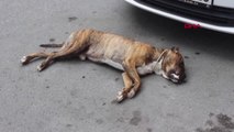Park Halindeki Otomobilin Üzerine 5'inci Kattan Köpek Düştü