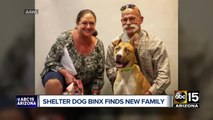 Dog returned to Phoenix shelter for being 'too good' now adopted