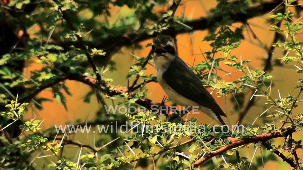 Birds of Jawai region in Rajasthan- Ashy crowned Finch Lark White peafowl and more