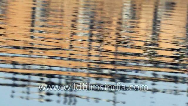 More birds than you can fathom- Demoiselle Cranes crowd village of Khichan in Rajasthan