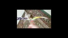 Hey! I Love my Socks..Cute Persian kitten