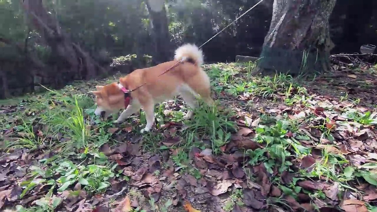 柴犬小春　くつろぎ中、唐突にドライブに誘ってみたら受け入れる？明石公園