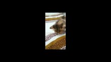 Cute funny kitten..What's under the blanket kitty!