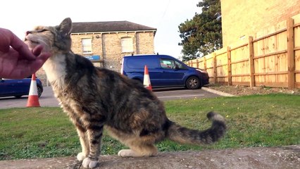 Adorable three-legged cat doesn't let disability get in the way of life