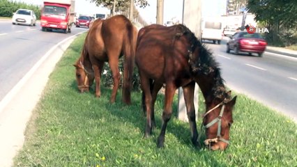 İpini koparan atlar trafikte tehlike saçtı