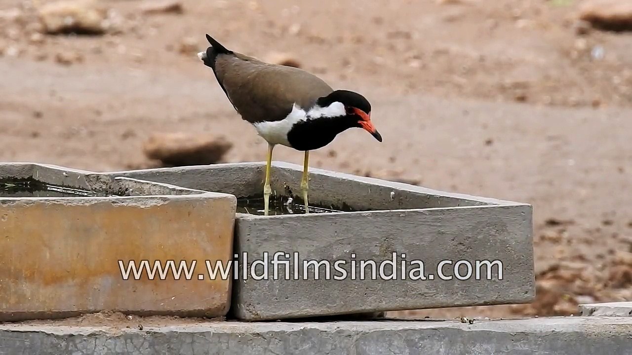 Water bird prefers a large water body but makes do with tiny container in Indian summer