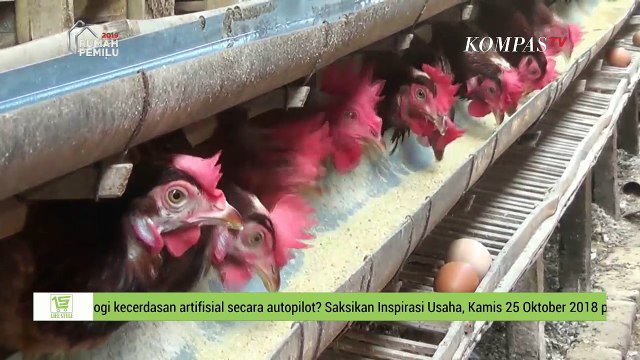 Tak Sebanding, Harga Pakan Ternak Naik, Harga Telur Turun