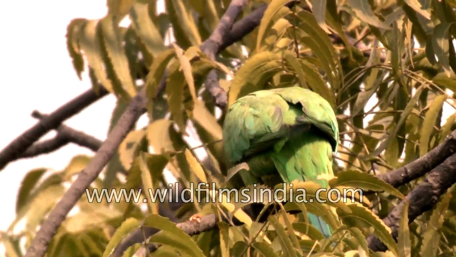 ⁣Berry feast - Indian Ringneck Parakeet and Green Pigeon