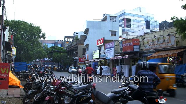 Bird Man of India - thousands of Parakeets feed at his Chennai house