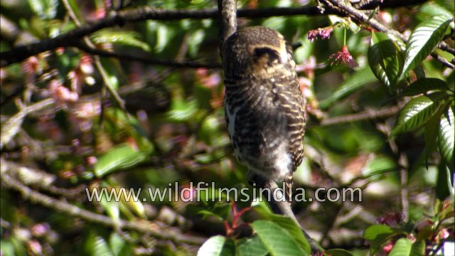 Birds of Wilderness Orchard botanical gardens Landour western Himalaya