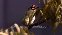 Crimson-Breasted Barbet and Red-whiskered Bulbul