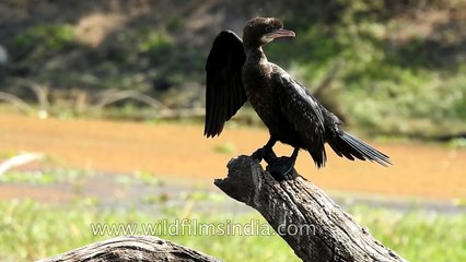 Double-Crested Cormorant at Keoladeo National Park