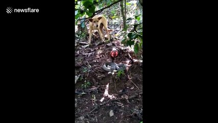 Hissing cobra's fangs shine as it faces off with dog in India