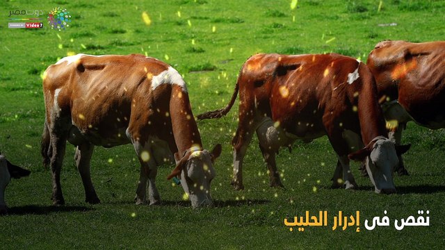 فيديو معلوماتى.. حمى البروسيلا.. الإجهاض المعدى مرض الإنسان والحيوان.. احمى نفسك