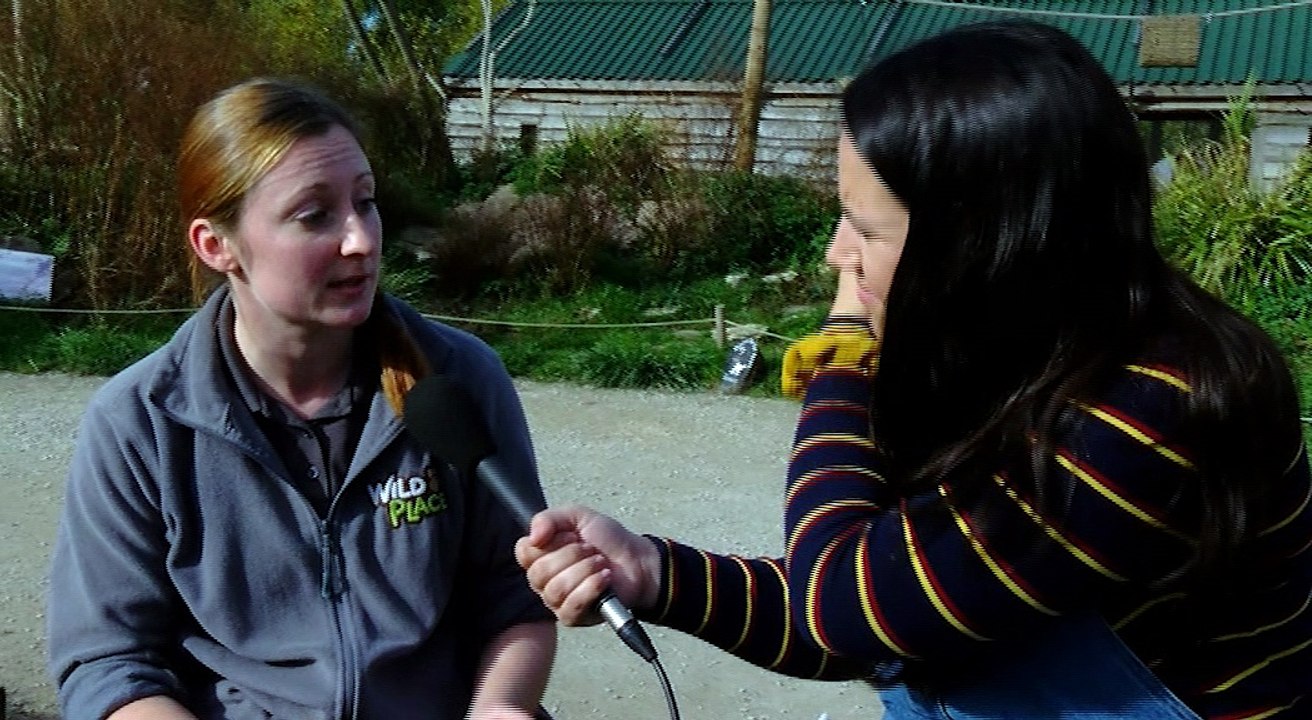 Meeting The Ring-tailed Lemurs At The Wild Place Project!