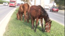 İpini Koparan Atlar Trafikte Tehlike Saçtı