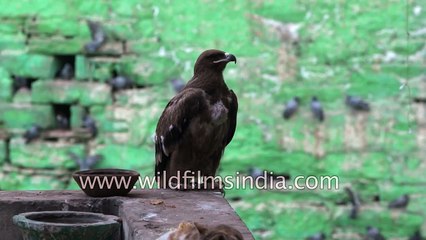Raptors of Ajmer- Tawny Eagle
