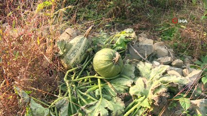 Ayıların kış uykusu öncesinde son vurgunu