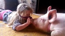 Funny Pigs: These Pigs Are Too Cute (HD) [Epic Laughs]