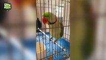 Funny Parrots Dancing 24 Crazy Parrots Talking (Full) [Epic Laughs]