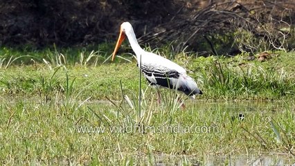 Painted Stork - an attempt to feed at Keoladeo National Park