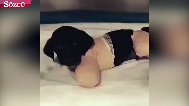 Bacakları kesilen yavru köpek kurtarılamadı