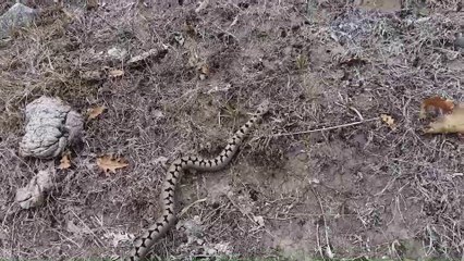 Kafkas burunlu engerek doğal ortamında fotoğraflandı - SAMSUN