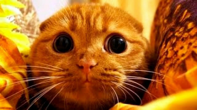 Приколы с котами – Смешная озвучка животных – Самое смешное видео от PSO