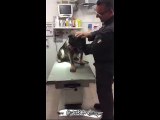 Suçluların Korkulu Rüyası Polis Köpeğinin Veterinerde İğneyi Görünce Ponçik Olması