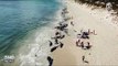 145 Pilot Whales Die in Mass Stranding on Australian Beach