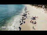 145 Pilot Whales Die in Mass Stranding on Australian Beach
