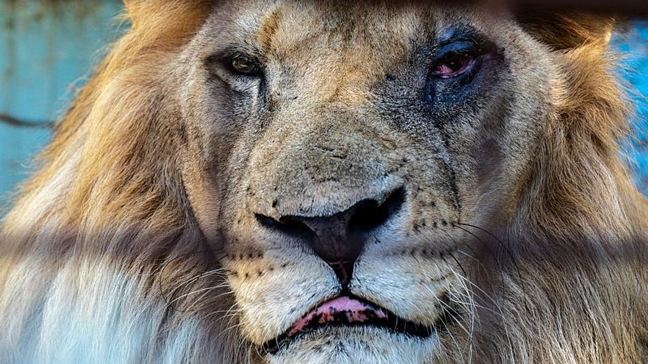 The desperate and neglected animals at Europe’s ‘worst zoo’