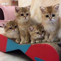 These kittens are NOT happy about their new brother 